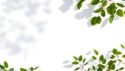 Fototapeta premium A blank rectangle frame with soft shadows of leaves cast on a light background, creating an atmosphere of tranquility and subtle nature.