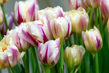 Fototapeta premium Dual colored red or pink white tulip. Beautiful pink or crimson and white tulip flower.