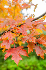 Autumn Colors. Maple Leaves in Fall Colors. Red Maple Leaves. Rain Drops on Red Maple Leaves.
