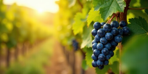 Naklejka premium Sunlit Vineyard A Cluster of Ripe Dark Grapes Hanging on the Vine at Golden Hour