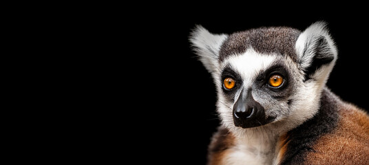 Obraz premium キツネザルのポートレート。黒背景。（Lemur portrait with copy space on black background） 