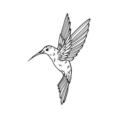 a black and white drawing of a hummingbird in flight © Zen20