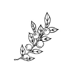 Fototapeta premium a black and white drawing of a branch with berries and leaves