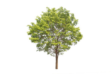Obraz premium Green tree isolated on transparent background with clipping path, single tree with clipping path and alpha channel. are Forest and foliage in summer for both printing and web pages.