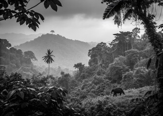 Monochrome Jungle Landscape: Wildlife in Lush Foliage - Documentary Style Print