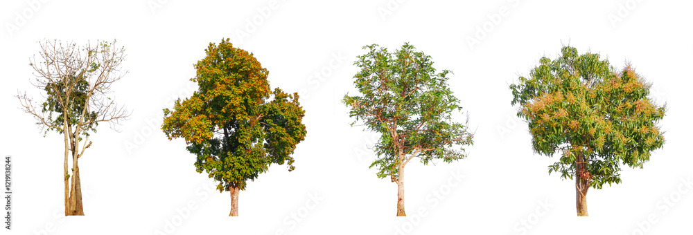 Aufkleber png high quality collection tree transparent background, easy to drag and drop