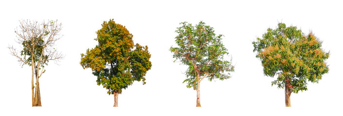 PNG high quality collection tree transparent background, easy to drag and drop