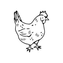 Obraz premium a line art drawing of a hen