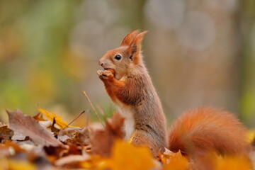 A cute european red squirrel sits in the autumn leaves and eats a nut. Sciurus vulgaris. Portrait of a red squirrel. 