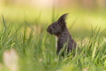 A cute european red squirrel sits in the grass in spring. Sciurus vulgaris. Portrait of a brown squirrel. 