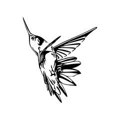 vector illustration of a hummingbird