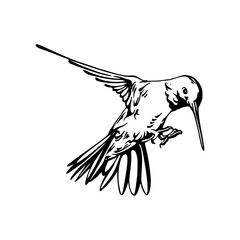 vector illustration of a hummingbird