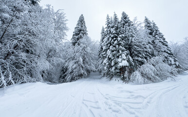 Fototapeta premium Mountain forest path amidst masses of snow during a harsh winter