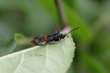 Synanthedon myopaeformis known as the red-belted clearwing or apple clearwing moth - pest of apple orchards.