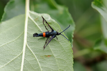 Synanthedon myopaeformis known as the red-belted clearwing or apple clearwing moth - pest of apple...