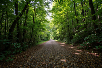Obraz premium Sunlit forest path with dappled light