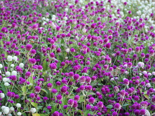 Fototapeta premium Globe Amaranth or Bachelor Button purple and white in full bloom in the garden. Gomphrena globosa is herbaceous plant. Flowers are in round clusters. long-lasting flowers. Blooms throughout the year 