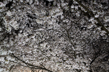 cherry blossoms in the night
