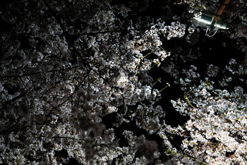 cherry blossoms in the night
