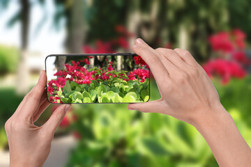 Plant identifier application. Woman taking photo of flowers outdoors, closeup