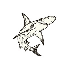 hammer fish, vintage black ink hand drawn illustration  art