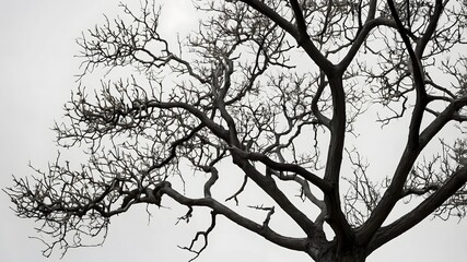 Obraz premium silhouette of a tree