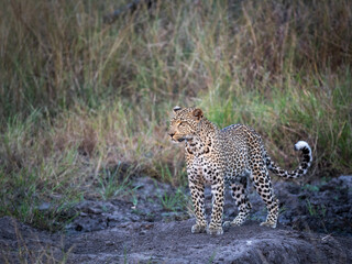 Leopard (Panthera pardus) stands alert at dusk in Sabi Sands, South Africa.