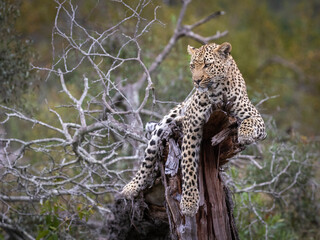 Leopard (Panthera pardus) relaxing on dead tree stump in Sabi Sands Game Reserve, South Africa. © Ronnie Epstein