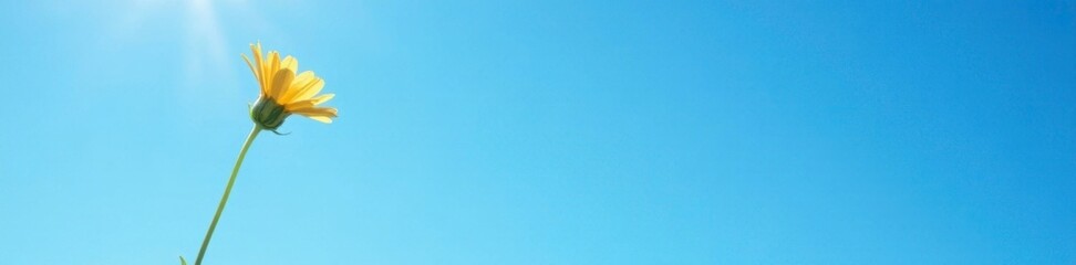 A single stem of wildflower against a bright blue sky, light, nature, stem