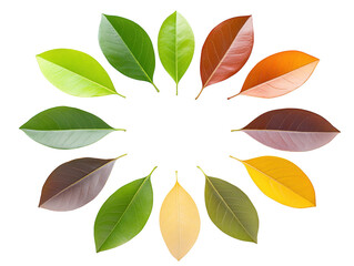 Colorful circle of autumn leaves, a vibrant natural design