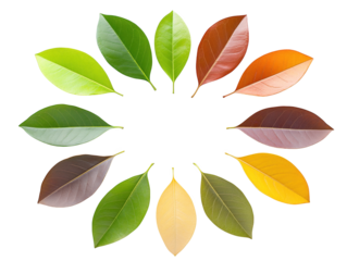 Colorful circle of autumn leaves, a vibrant natural design