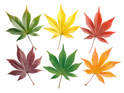 Colorful autumn leaves, a vibrant display of nature's transformation