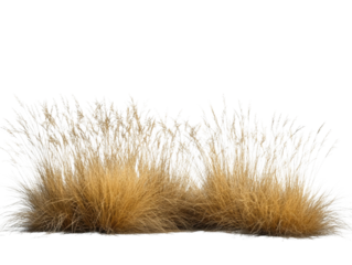 Dried grass arrangement on a dark background, study in texture and contrast dried