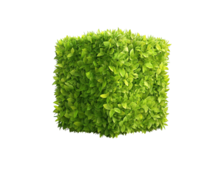 Closeup of a vibrant green plant against striking dark background