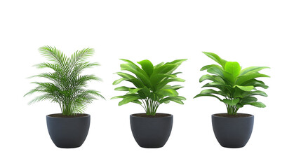 Harmonious row of three potted plants, a touch of nature's elegance three