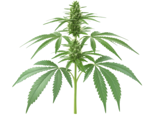 Closeup of vibrant green cannabis leaves on transparent background closeup