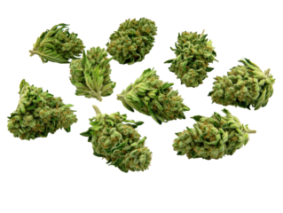 Macro photography of vibrant green cannabis buds, a detailed exploration of texture and intricacy