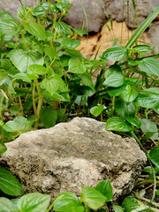 Stone podium tabletop floor in outdoors and green leaf background. Natural product placement
