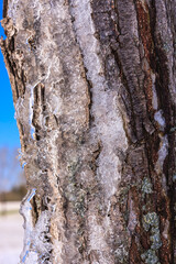 Obraz premium A tree trunk covered in ice and snow