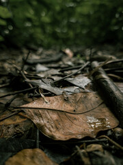 autumn leaves in the forest