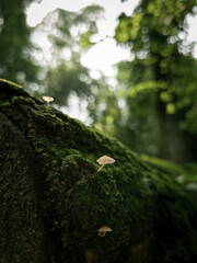 Obraz premium moss on the tree