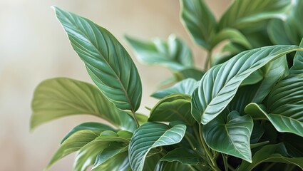 Obraz premium A close-up view of vibrant green leaves, showcasing their texture and natural beauty against a soft, blurred background.