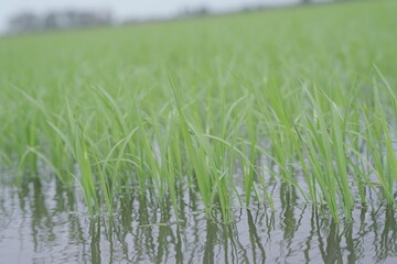 Obraz premium green rice, field 