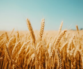 Fototapeta premium Golden wheat fields swaying under a clear blue sky