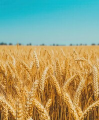 Wheat field under clear blue sky during harvest season