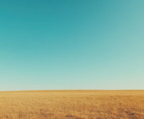 Open golden field under a clear blue sky at midday