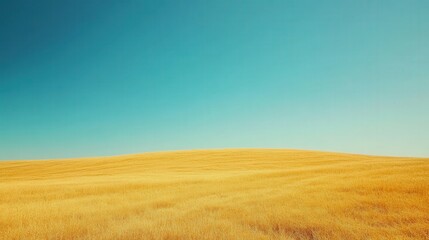 Fototapeta premium Golden fields under a blue sky at midday light