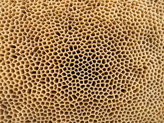 Underside, porous texture of mushroom cap. Macro, abstract natural background

