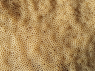 Below part of a mushroom cap texture. Extreme close-up.
