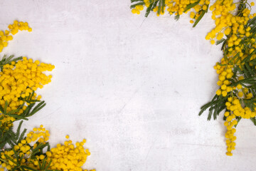 Mimosa bunch on white wooden surface